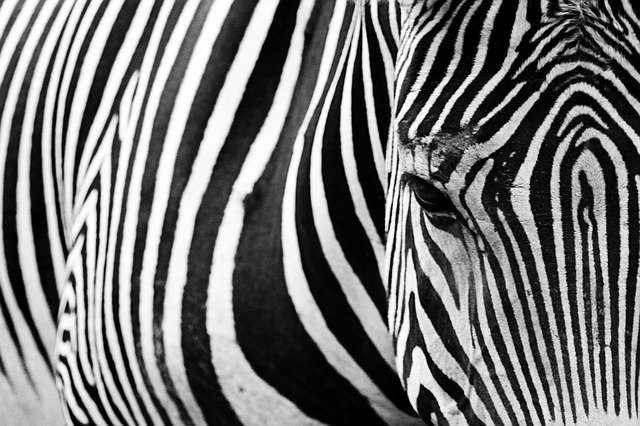research-pattern-zebra